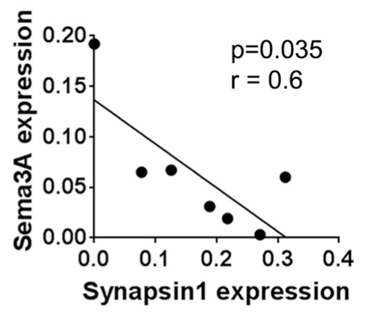 Linear regression analysis between Sema3A and synapsin 1 expression in HSCR colon.jpg